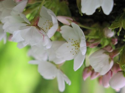 flowering cherries